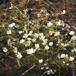 Hårfliget Vandranunkel (Ranunculus aquatilis var. diffusus)