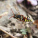 Nomada subcornuta (Nomada subcornuta)