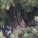 Skovhornugle (Asio otus)