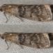 Bævreasphalvmøl (Sciota hostilis)
