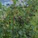 Almindelig Bærmispel (Amelanchier lamarckii)