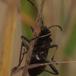 Hvepsetæge (Alydus calcaratus)