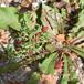 Purpurrød Jordbærspinat (Chenopodium capitatum)