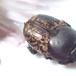 Stumphornet Møggraver (Onthophagus fracticornis)