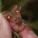 Øje-Græsugle (Amphipoea oculea)