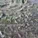 Stød-Bægerlav (Cladonia ochrochlora)