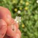Almindelig Spergel (Spergula arvensis ssp. arvensis)
