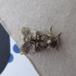 Penselugle (Colocasia coryli)