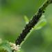 Lille Nældebladlus (Aphis urticata)