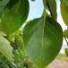 Balsam-Poppel (Populus balsamifera)