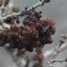 Askeblomstgalmide (Aceria fraxinivora)