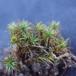 Ene-Jomfruhår (Polytrichum juniperinum)
