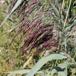 Melet Blommebladlus (Hyalopterus pruni)