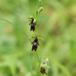 Flueblomst (Ophrys insectifera)
