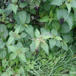 Stor Nælde (Urtica dioica)