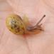 Busksnegl (Fruticicola fruticum)