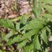 Læge-Baldrian (Valeriana officinalis)