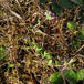Bredbladet Timian (Thymus pulegioides)