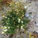 Strand-Kamille (Tripleurospermum maritimum)