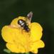 Firplettet Gallesvirreflue (Pipiza quadrimaculata)