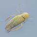 Svovlgullig Cikade (Elymana sulphurella)