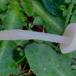 Silkehvid Rødblad (Entoloma sericellum)