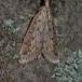 Stort Sødgræshalvmøl (Schoenobius gigantella)
