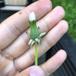 Bred Pletmælkebøtte (Taraxacum euryphyllum)