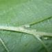 Avnbøgbladlus (Myzocallis carpini)