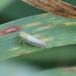 Cicadula persimilis (Cicadula persimilis)