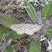 Snerremåler (Phibalapteryx virgata)