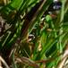 Almindelig Guldpletrovbille (Platydracus stercorarius)