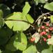 Pibe-Kvalkved (Viburnum lantana)