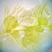 Liden Blærerod (Utricularia minor)