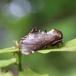 Karmeliterspinder (Odontosia carmelita)