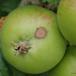 Æbleskurv (Venturia inaequalis)