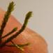 Åben Krogtand (Antitrichia curtipendula)