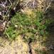 Strand-Vandranunkel (Ranunculus peltatus ssp. baudotii)