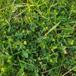Fin Kløver (Trifolium dubium)