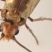 Dobbeltkæbeursommerfugl (Micropterix aruncella)