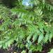 Kaukasisk Vingevalnød (Pterocarya fraxinifolia)