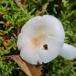 Bleg Gift-Skørhat (Russula betularum)