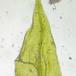 Park-Kortkapsel (Brachythecium populeum)