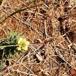 Almindelig Torskemund (Linaria vulgaris)