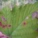 Hindbærdværgmøl (Ectoedemia rubivora)