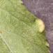 Blommepunggalmide (Eriophyes similis)