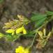 Segl-Sneglebælg (Medicago sativa ssp. falcata)