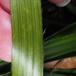 Stor Frytle (Luzula sylvatica)