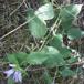 Bredbladet Klokke (Campanula latifolia)