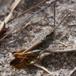 Syngende Markgræshoppe (Chorthippus biguttulus)